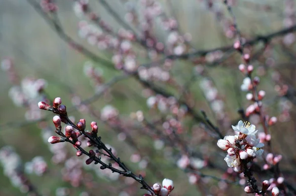 Rama Flores Cerezo Llegada Primavera — Foto de Stock