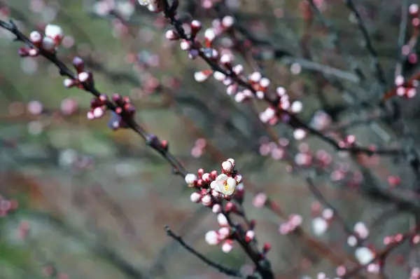 Kersenbloesemtak Komende Lente — Stockfoto