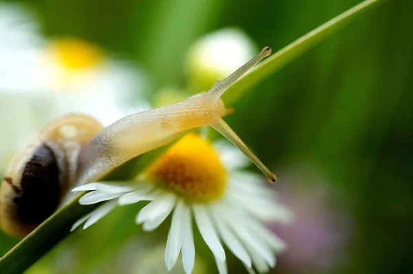 Escargot Aux Fleurs Sauvages Été Paysage Floral — Photo