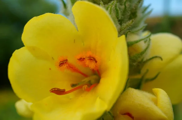 Żółte Kwiaty Trawie Latem Krajobraz Kwiatów — Zdjęcie stockowe