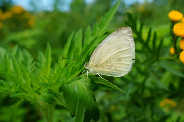 Weißer Schmetterling Grünen Gras Frühlingsanfang Blumenlandschaft — Stockfoto