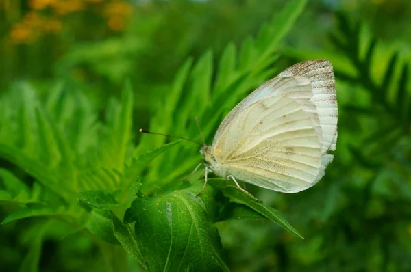 Weißer Schmetterling Grünen Gras Frühlingsanfang Blumenlandschaft — Stockfoto