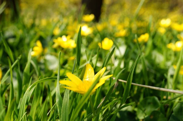 Fiori Gialli Erba Estate Paesaggio Floreale — Foto Stock