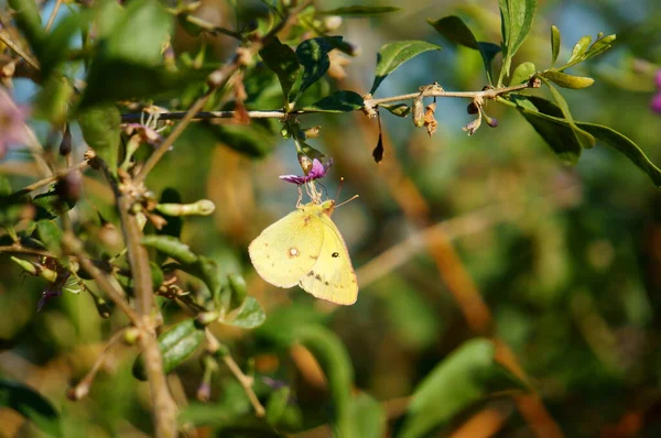 色の分野で美しい蝶 花の風景 — ストック写真