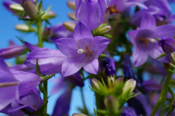 Fleurs Sauvages Bleues Dans Nature Paysage Floral — Photo