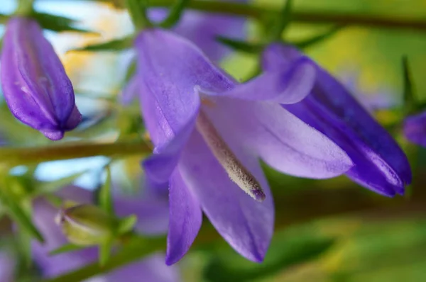 Синие Полевые Цветы Природе Цветочный Пейзаж — стоковое фото
