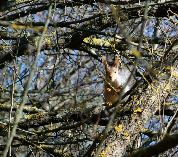 Écureuil Sur Une Branche Arbre Animaux Sauvages Dans Nature — Photo