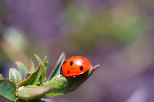 Fond Naturel Coccinelle Sur Feuille Verte — Photo