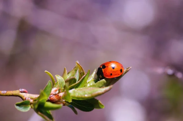 自然背景 绿叶上的瓢虫 — 图库照片