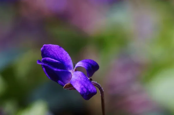 Suddig Bakgrund Blommande Växter Ren — Stockfoto