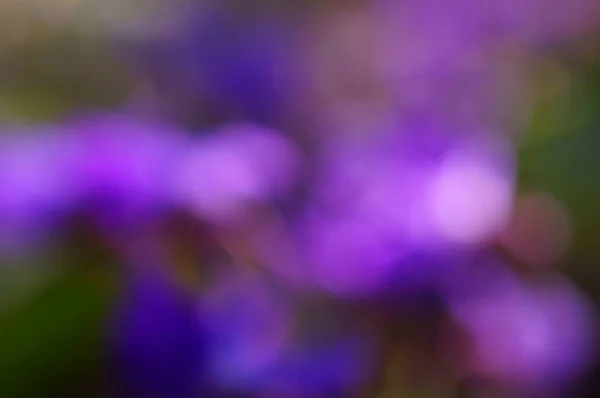 Blurry Background Flowering Plants Spring — Fotografia de Stock