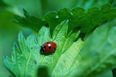 Doğal arka plan, yeşil yapraklı uğur böceği.