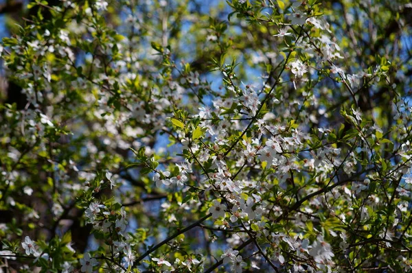 Зелене Листя Дереві — стокове фото