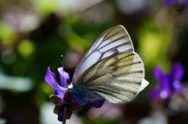 Farbige Schmetterling Auf Grünem Hintergrund — Stockfoto