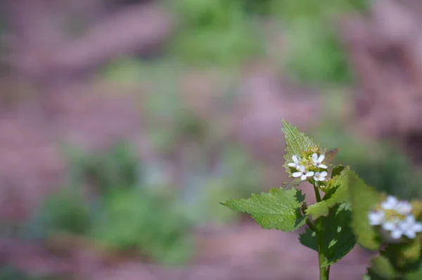 Fiore Bianco Sfondo Viola — Foto Stock