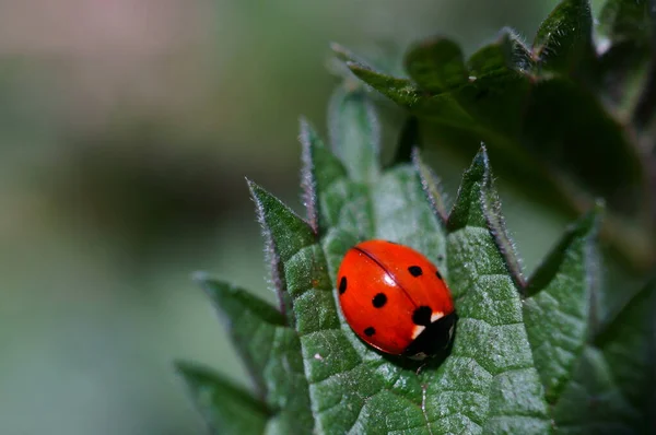 Marienkäfer Auf Grünem Hintergrund — Stockfoto