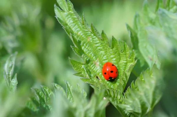 自然背景 绿叶上的瓢虫 — 图库照片