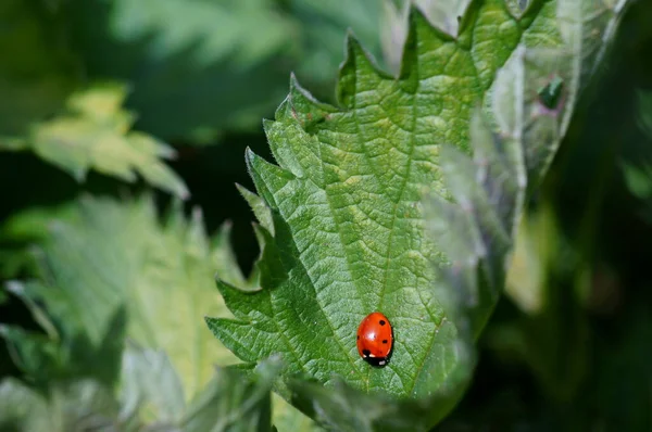 Natural Background Ladybug Green Leaf — Stock Photo, Image