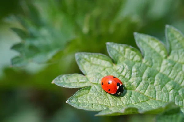 Natural Background Ladybug Green Leaf — Stock Photo, Image