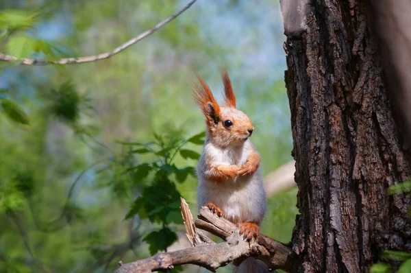 在树枝上的松鼠 大自然中的野生动物 — 图库照片