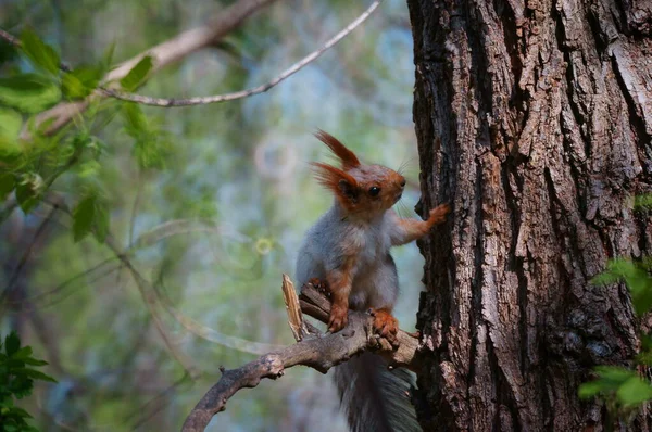 木の枝にリス 自然界の野生動物 — ストック写真