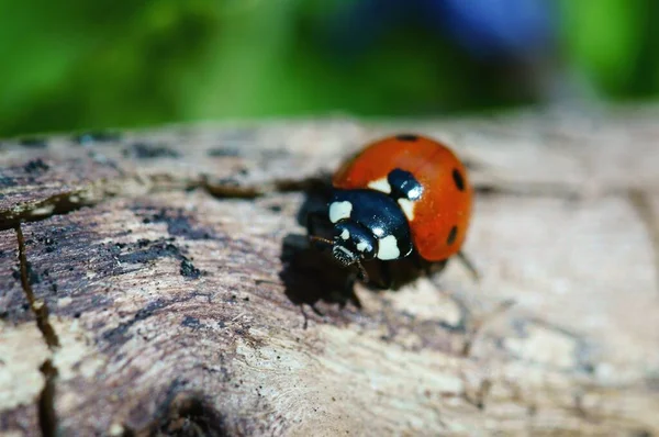 Uğur Böceği Doğada Doğal Arkaplan — Stok fotoğraf