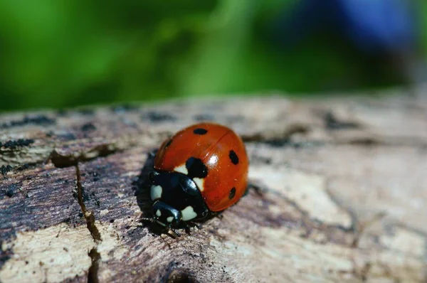 Marienkäfer Der Natur Natürlicher Hintergrund — Stockfoto