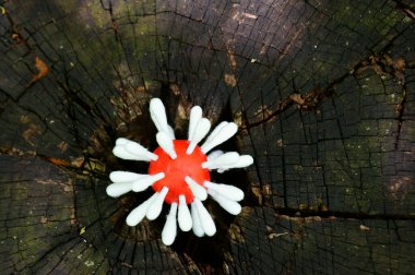 Tahta bir yüzey üzerindeki plastikten yapılmış virüs heykelciği..