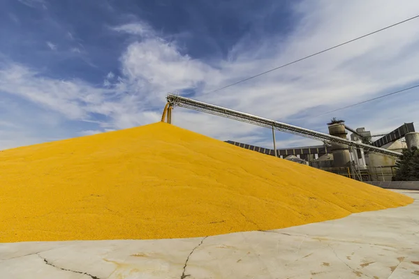 Terminal de manutention ou de récolte du maïs et du grain. Le maïs peut être utilisé pour l'alimentation humaine, animale ou l'éthanol I — Photo