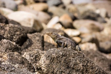 Iguana Pasifik kıyısında bir taşın üzerinde oturuyor.. 