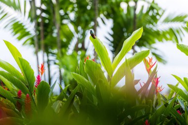 Sinekkuşu tropik bir bahçede çiçek yaprağının üzerinde oturur. Kosta
