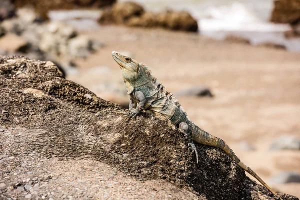 Iguana sentada sobre una piedra en la costa del Pacífico . — Foto de Stock