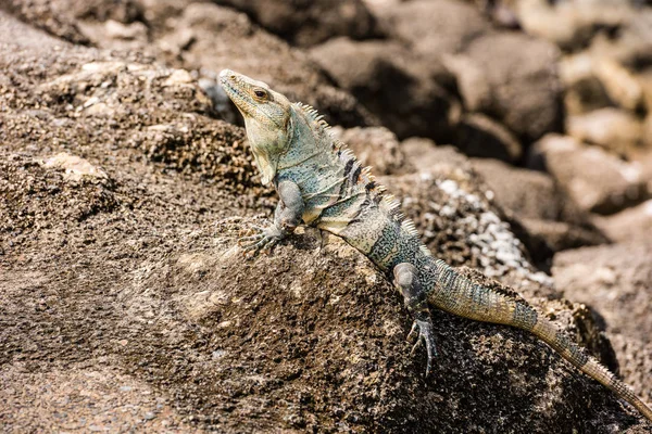 Iguana assis sur une pierre sur la côte du Pacifique . — Photo