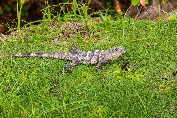 Iguana está sentada en la hierba. Costa Rica . — Foto de Stock