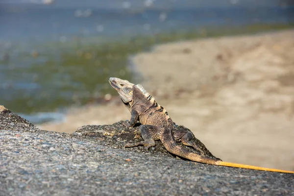 Iguana sentada en las rocas — Foto de Stock