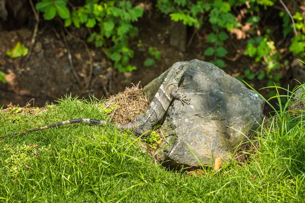 Iguana is sitting on a stone. Costa Rica. — Stock Photo, Image
