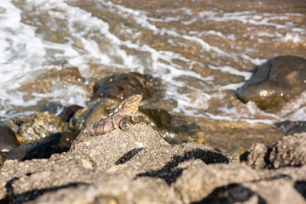 Iguana sentada en las rocas — Foto de Stock