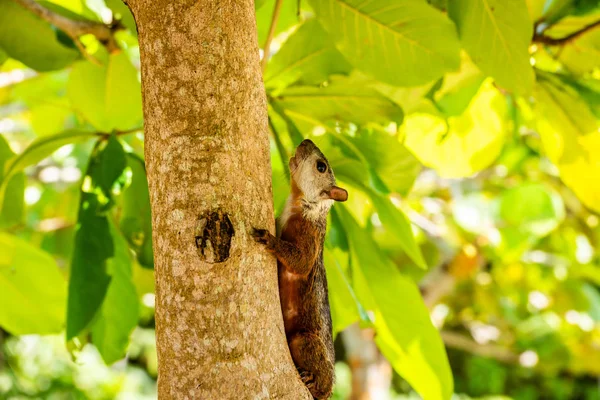 A tropical squirrel sits on an almond tree. — Stock Photo, Image