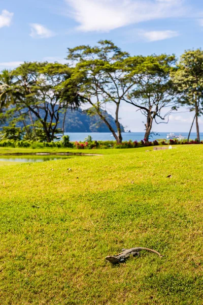Iguana. Krajobraz na polu golfowym. Strefa tropikalna — Zdjęcie stockowe