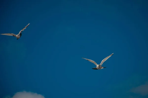 Flying Doves Background Blue Sky Soaring Bird Darting Flight Straightened — Stock Photo, Image