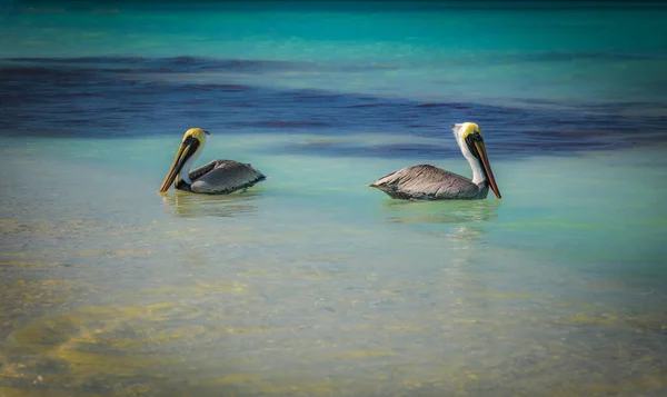 Zwei Pelikane Rücken an Rücken — Stockfoto