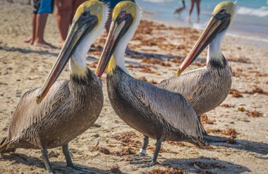 Aynı yöne bakan üç pelikan.