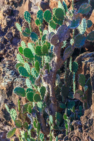 Cactus silvestres verdes que crecen en una pendiente rocosa árida —  Fotos de Stock