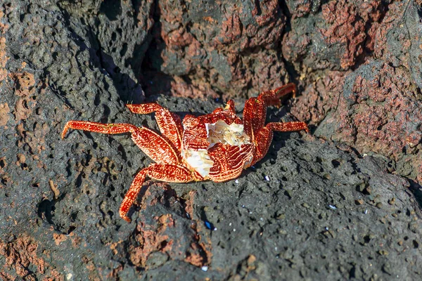 Casco de um caranguejo morto em rochas — Fotografia de Stock