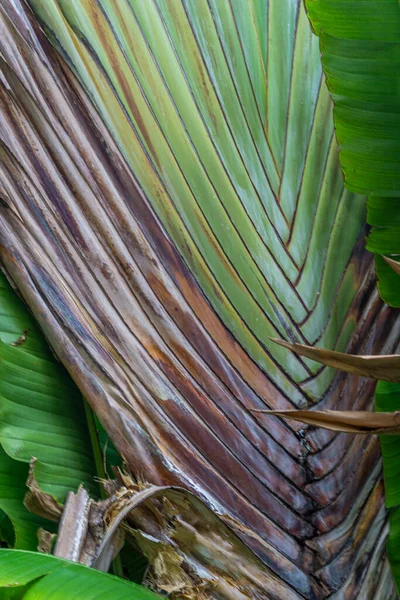 Plant van de Traveller palm — Stockfoto