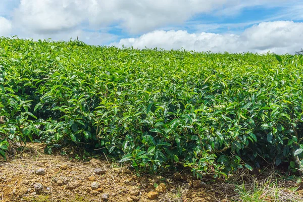 Een veld van de thee plantage op het eiland Mauritius — Stockfoto