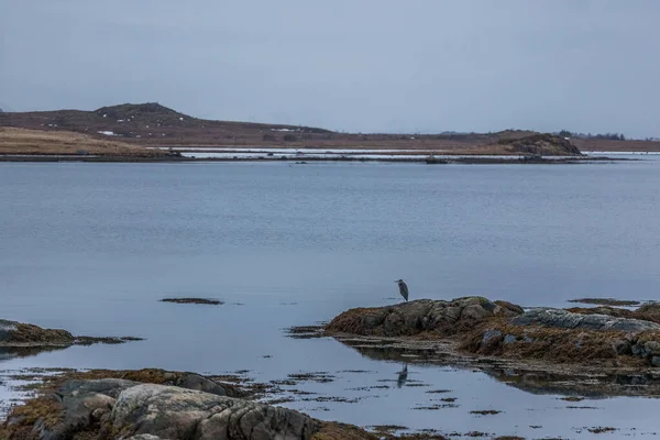 Arg fågel står på sjön lofoten — Stockfoto