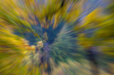 Parlak güneşli bir günde sonbahar ormanı. Soyut fotoğraf. Renkli desenli arka plan. uzun deklanşör hızı.