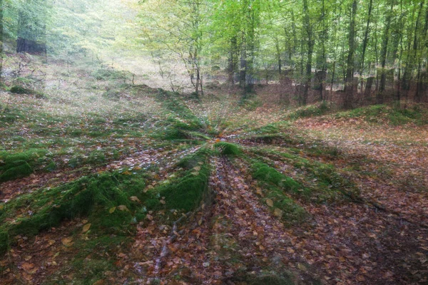 Summar erdő egy napsütéses napon. Absztrakt fotó. Színes textúrájú háttér. hosszú záridő. — Stock Fotó