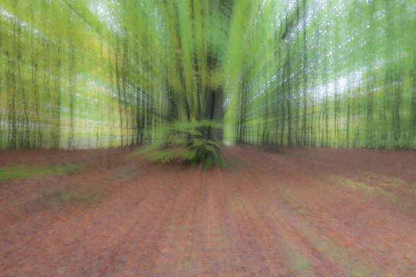 Forêt d'été par une journée ensoleillée. Photo abstraite. Fond texturé coloré. vitesse d'obturation longue . — Photo